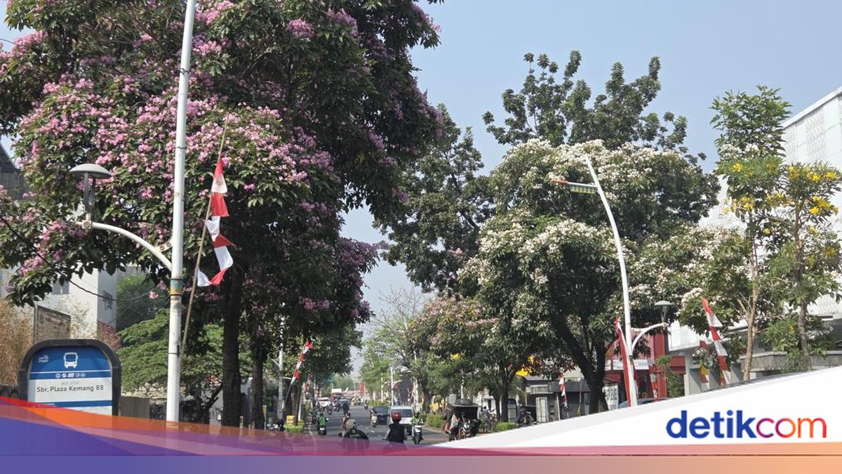 Tabebuya Bermekaran Jadi Spot Foto di Kemang, Warga: Mirip di Jepang