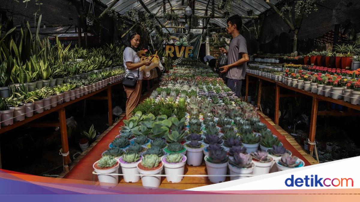 Berburu Tanaman Hias di Pameran Flona 2026 Lapangan Banteng