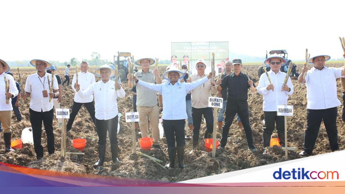 Bupati Andi Asman Siapkan 1.500 Hektare Lahan Jadikan Bone Lumbung Tebu
