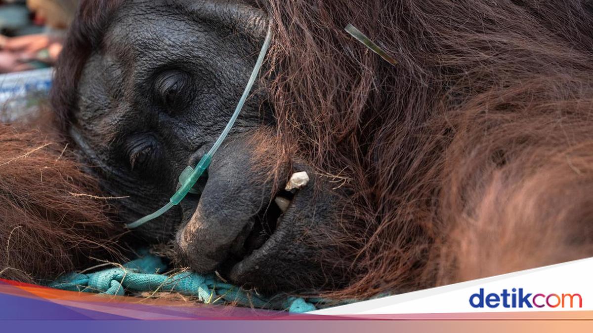 Kisah Pilu Karhutla, Sanca Hingga Trenggiling Ikut Mati Terbakar