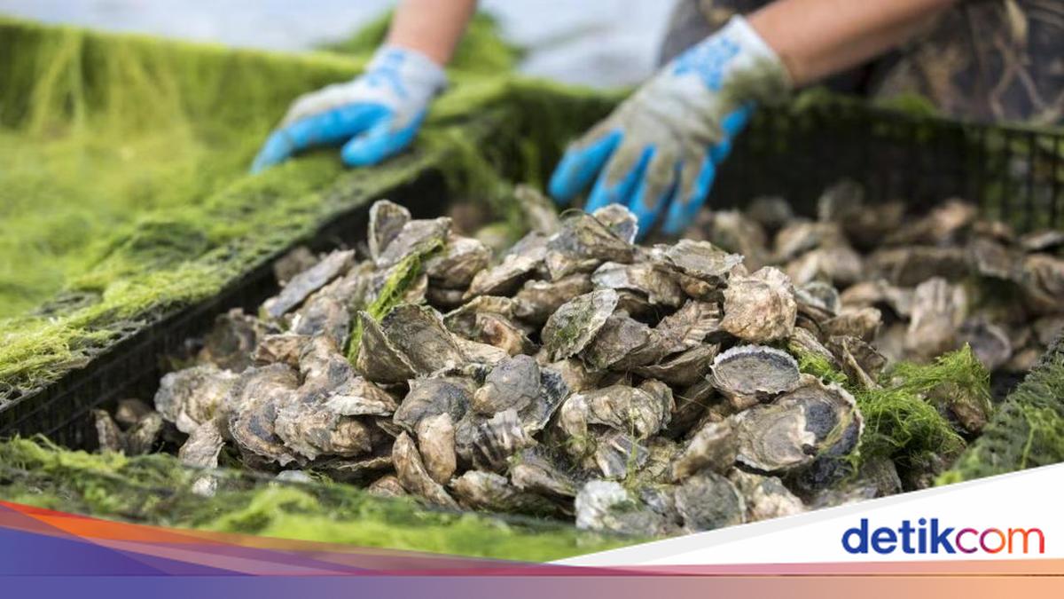 Geger! Kisah Pencurian 400 Ribu Tiram yang Bikin Rugi Rp4,5 Miliar