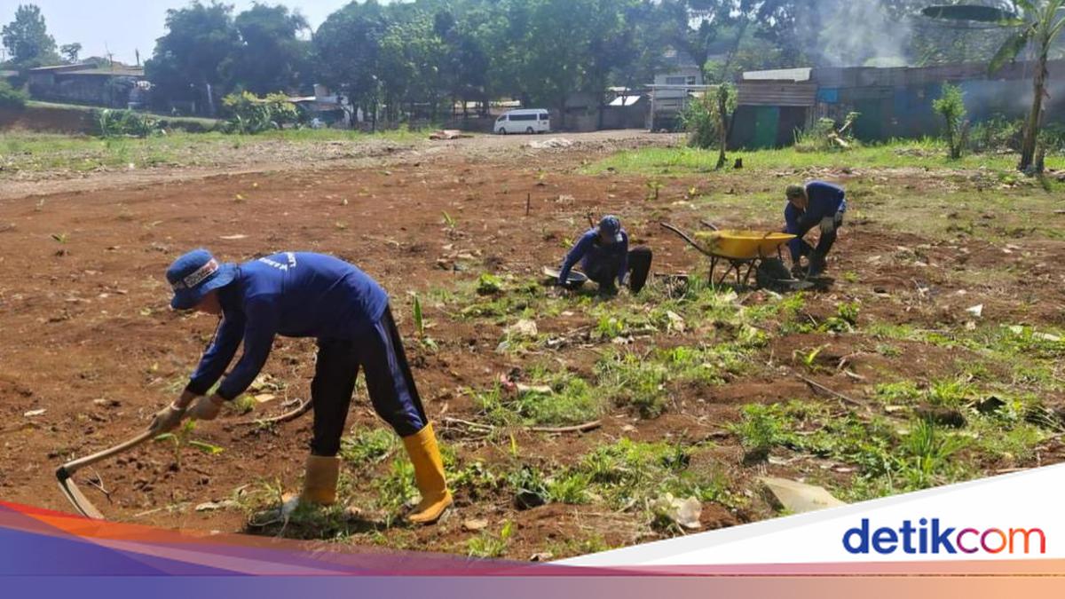 Napi Lapas Bogor Garap Lahan Idle Jadi Lahan Tani