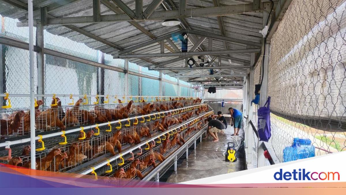 Napi Rutan Cipinang Dilatih Beternak Ayam Petelur: Beri Pakan hingga Panen