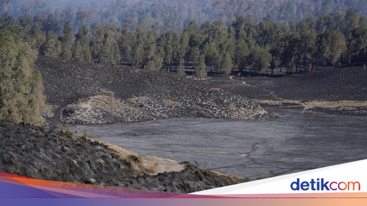 590 Hektare Kawasan TNBTS Terdampak Kebakaran, Vegetasi Menghitam
