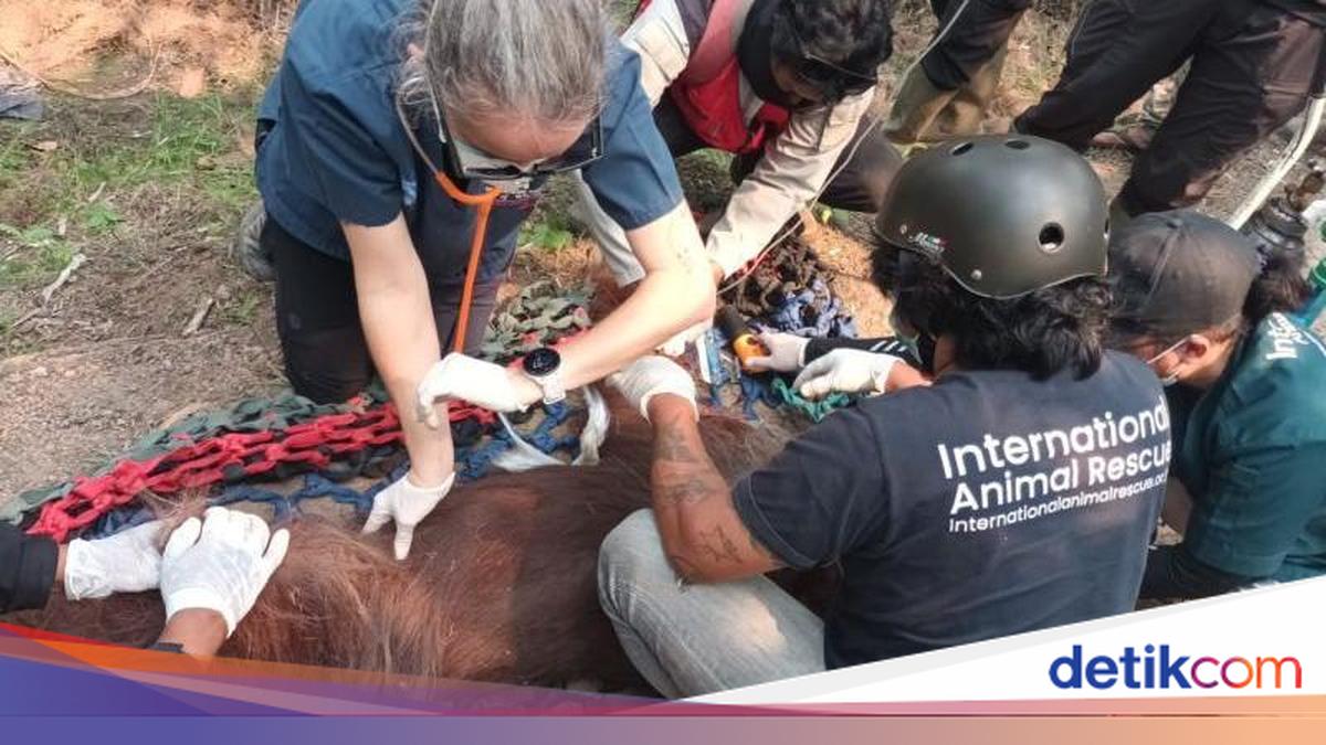 Orang Utan Sempurna yang Pingsan Akibat Asap Karhutla di Kalbar Mati