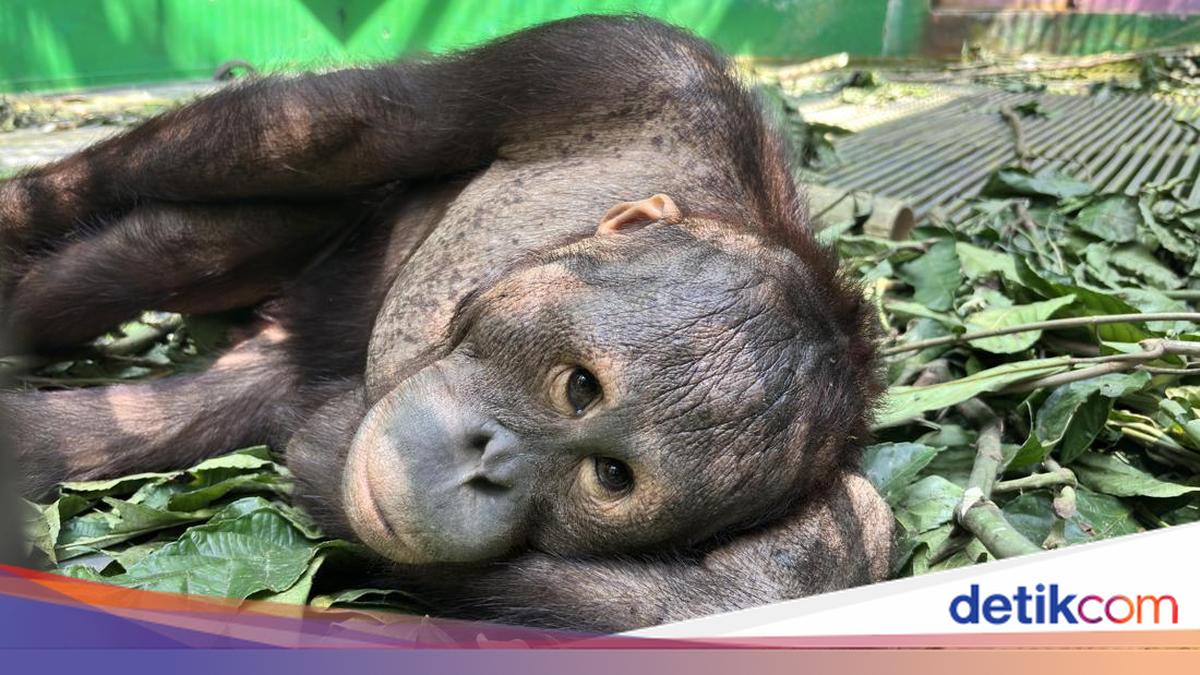 11 Orang Utan dan Tenggiling Terdampak Karhutla di Kaltim