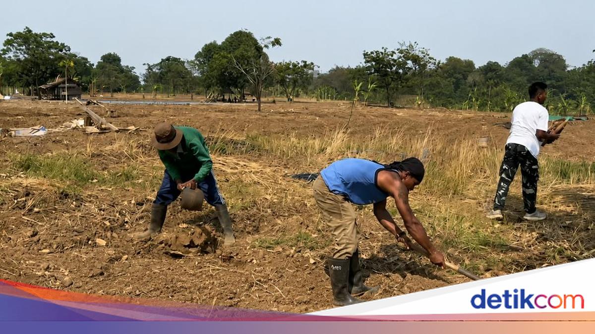Napi Lapas Karawang dan TNI Garap Bareng Lahan Kodim untuk Tanam Jagung