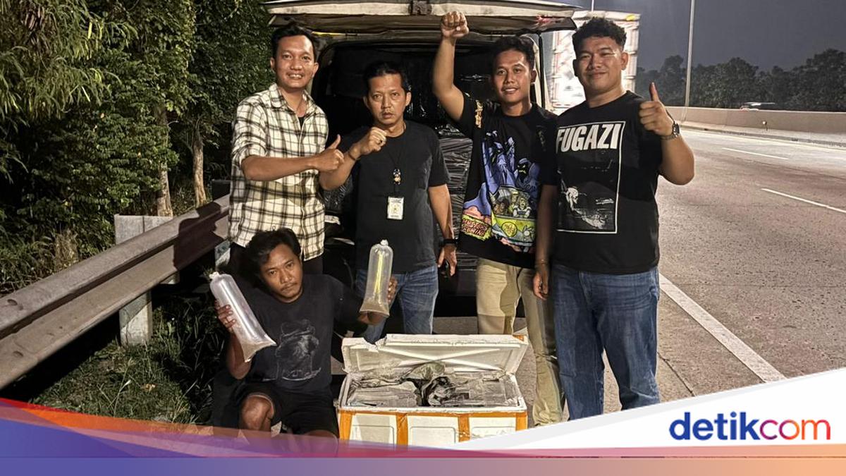 Polda Metro Sergap Pikap Mencurigakan Angkut 150 Ribu Benih Bening Lobster