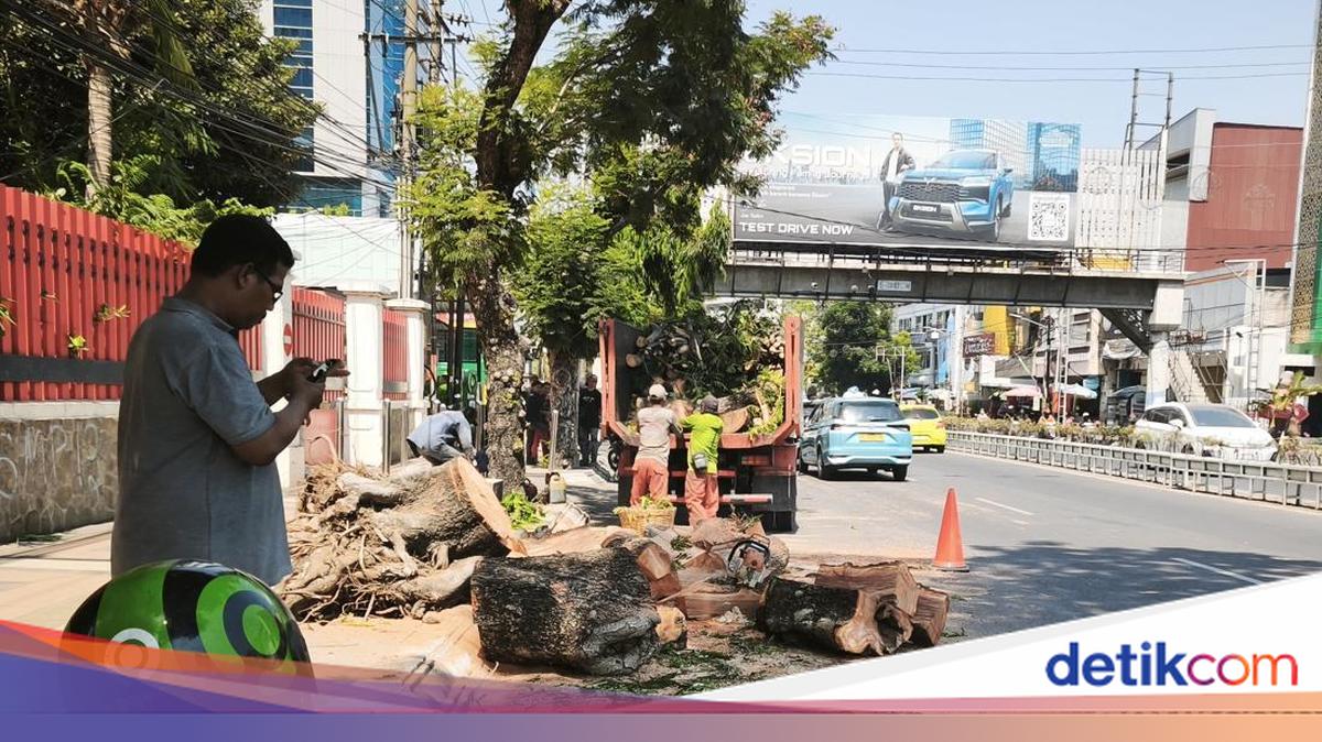 Bruk! 2 Pemotor di Semarang Tewas Tertimpa Pohon Tumbang