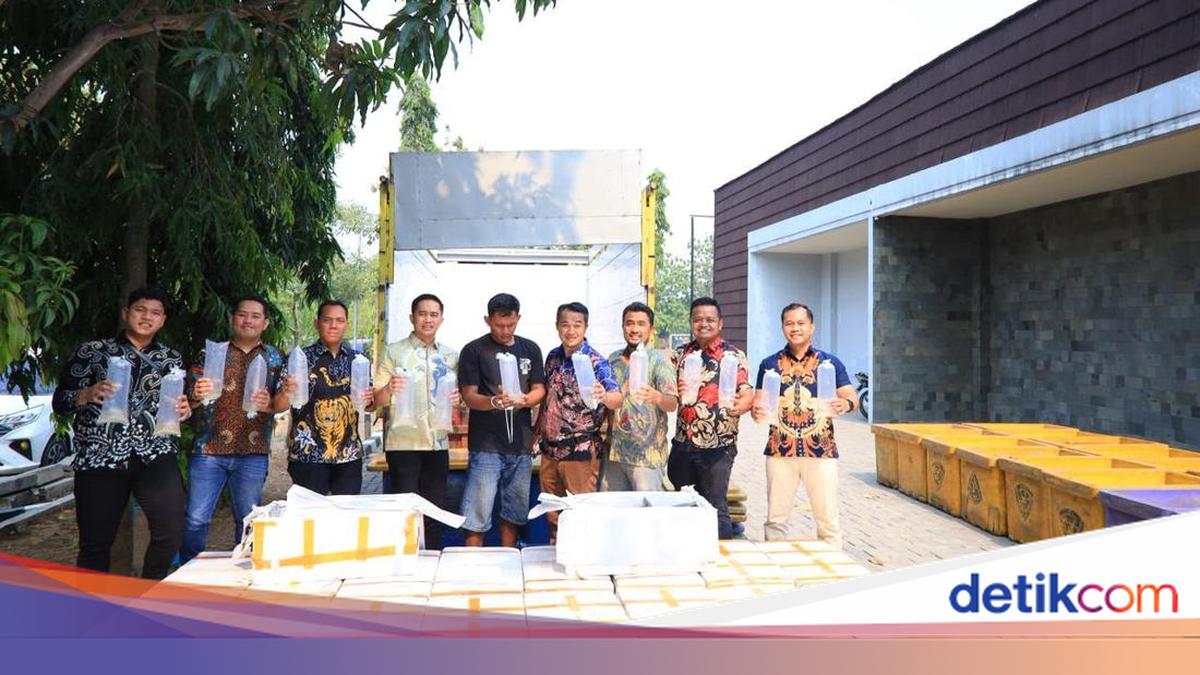 Polisi Gagalkan Penyelundupan 150 Ribu Benih Lobster di Tol Merak