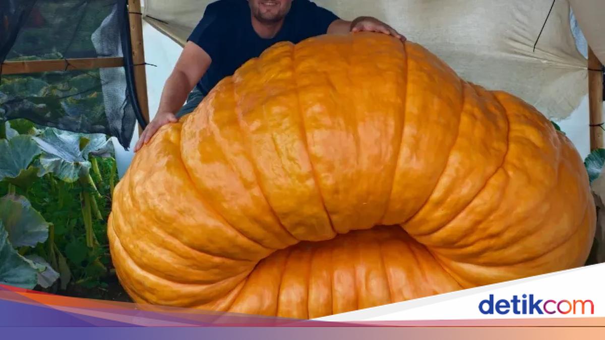 Bukan Sulap! Labu Ini Bertambah 18 Kg dalam Semalam hingga Capai 544 Kg
