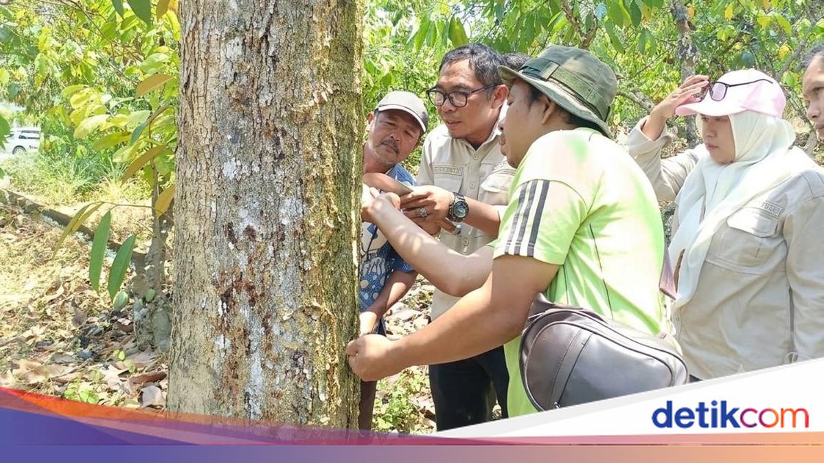 Mentan Turunkan Tim Ahli Tangani Kaji Gejala Bangkalan Durian Sulteng