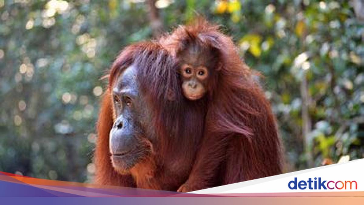 Api & Asap Kepung Rumah Orang Utan di Tanjung Puting, Bupati: Pusat ...