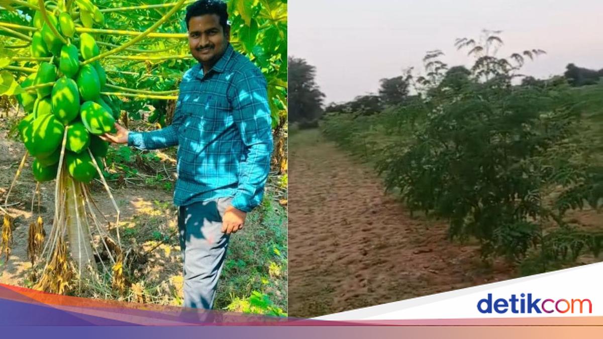 Api Atiqa Banting Setir Jadi Petani Kelor, Mantan Pekerja IT Ini Raup Rp663 Juta!