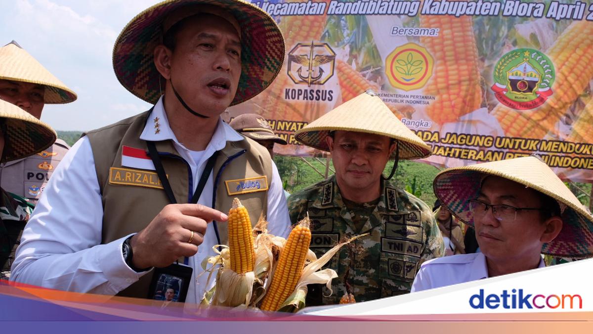 BULOG Siap Salurkan Tambahan 150 Ribu Ton SPHP Jagung hingga Akhir 2026