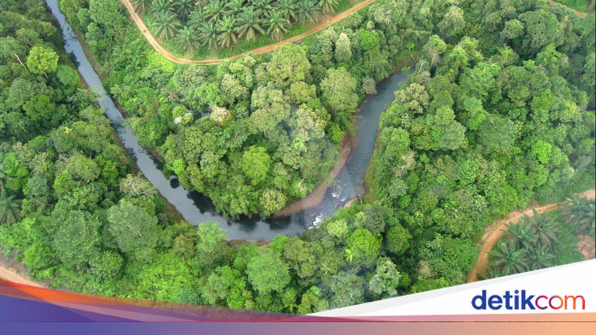 Jejak 651 Spesies di Hutan Konservasi Solok Selatan