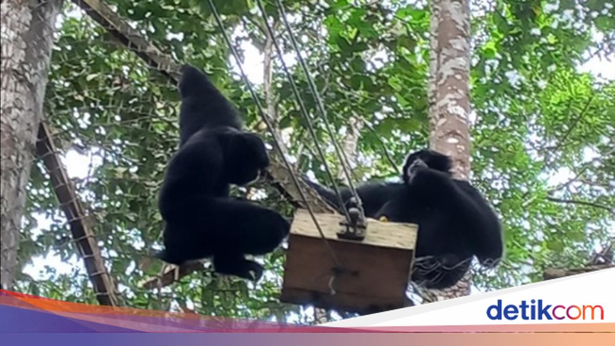Menjaga Habitat, Merawat Siamang hingga Rangkong di Solok Selatan
