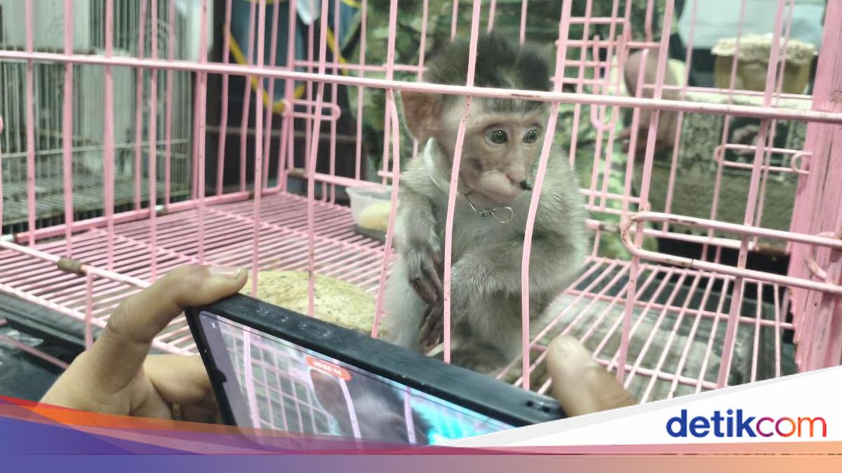 Sadis! Anak Monyet Ekor Panjang Ditemukan dalam Koper di Bandara Juanda