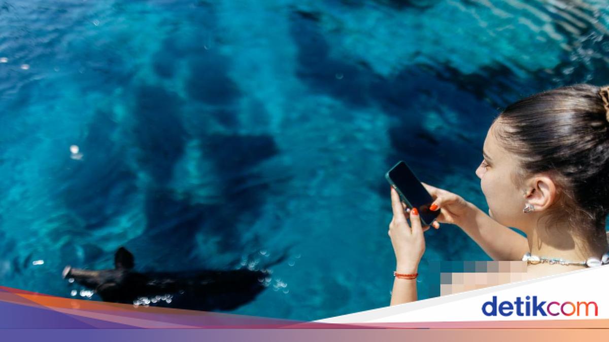 Jangan Kaget, Bisa Berenang di Pulau Atokos Bareng Babi Hutan