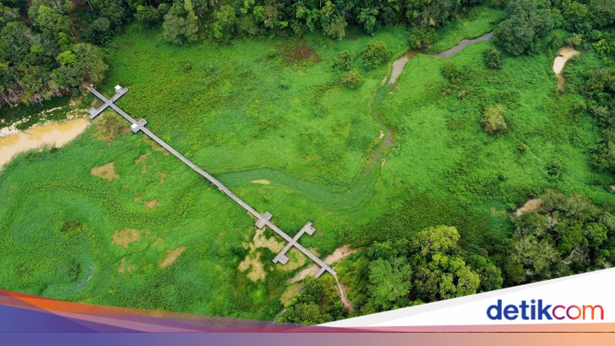 Gulma Penuhi Waduk Manggar, Perahu Wisata Sulit Melintas
