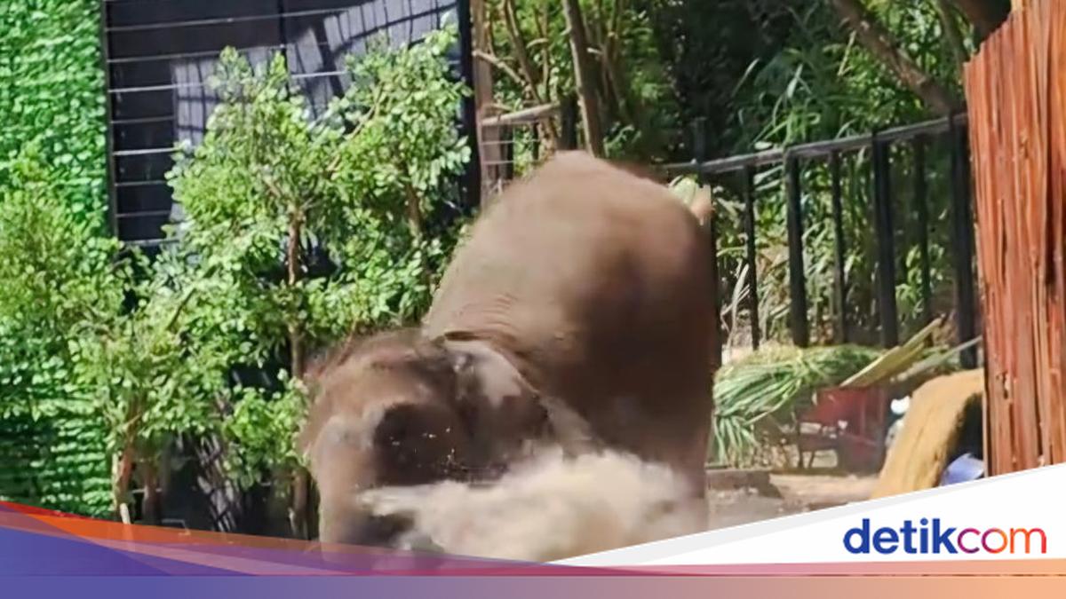 Viral Pawang Ketiban Gajah Presentasi di Lembang Park Zoo, Begini Kejadiannya