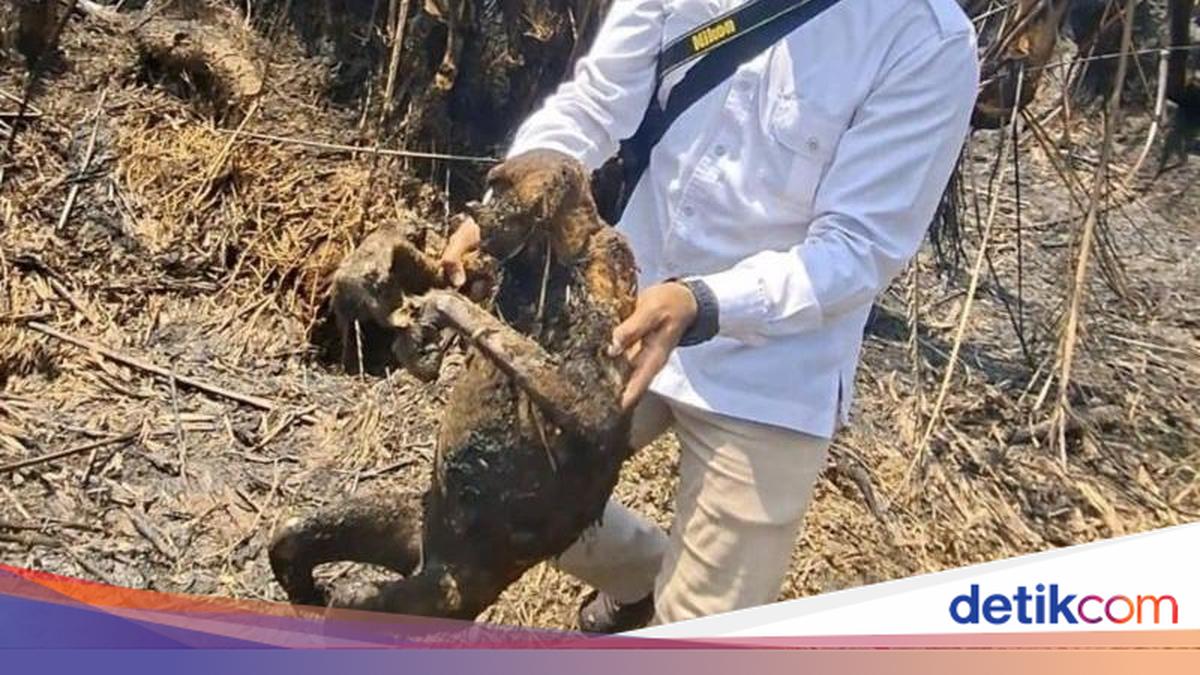 12 Bekantan di Kalsel Mati Terbakar Akibat Karhutla