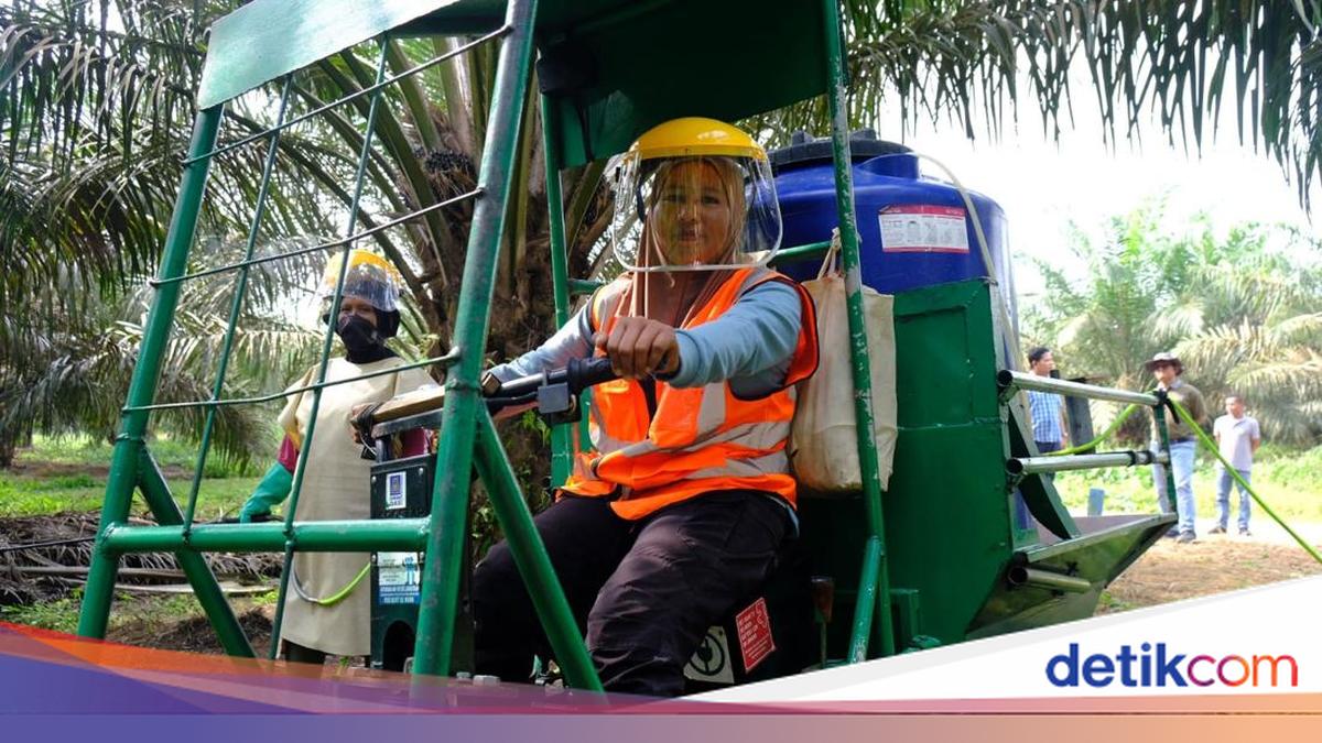 Kisah Perempuan Tangguh di Kebun Solok Selatan dan Harapan Keluarga