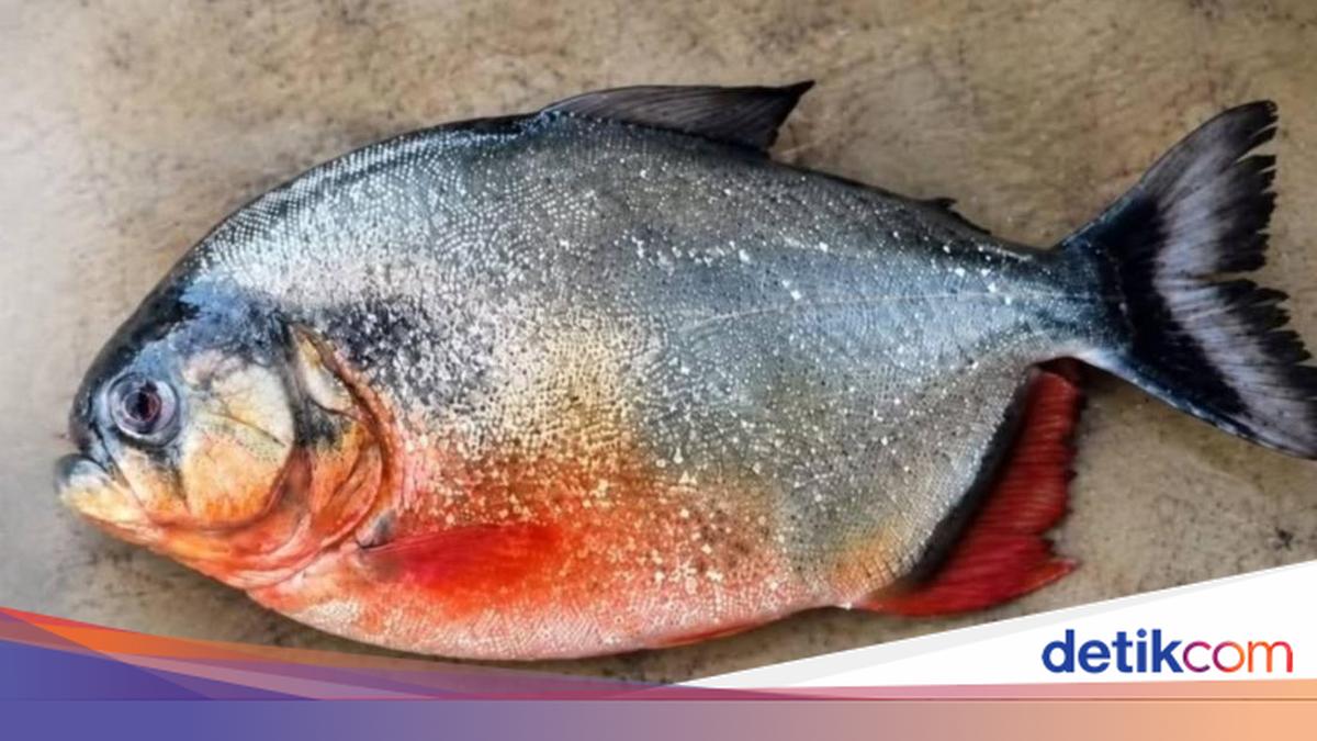 Geger Ikan Piranha di Perairan Malaysia, Pemerintah Minta Warga Tenang