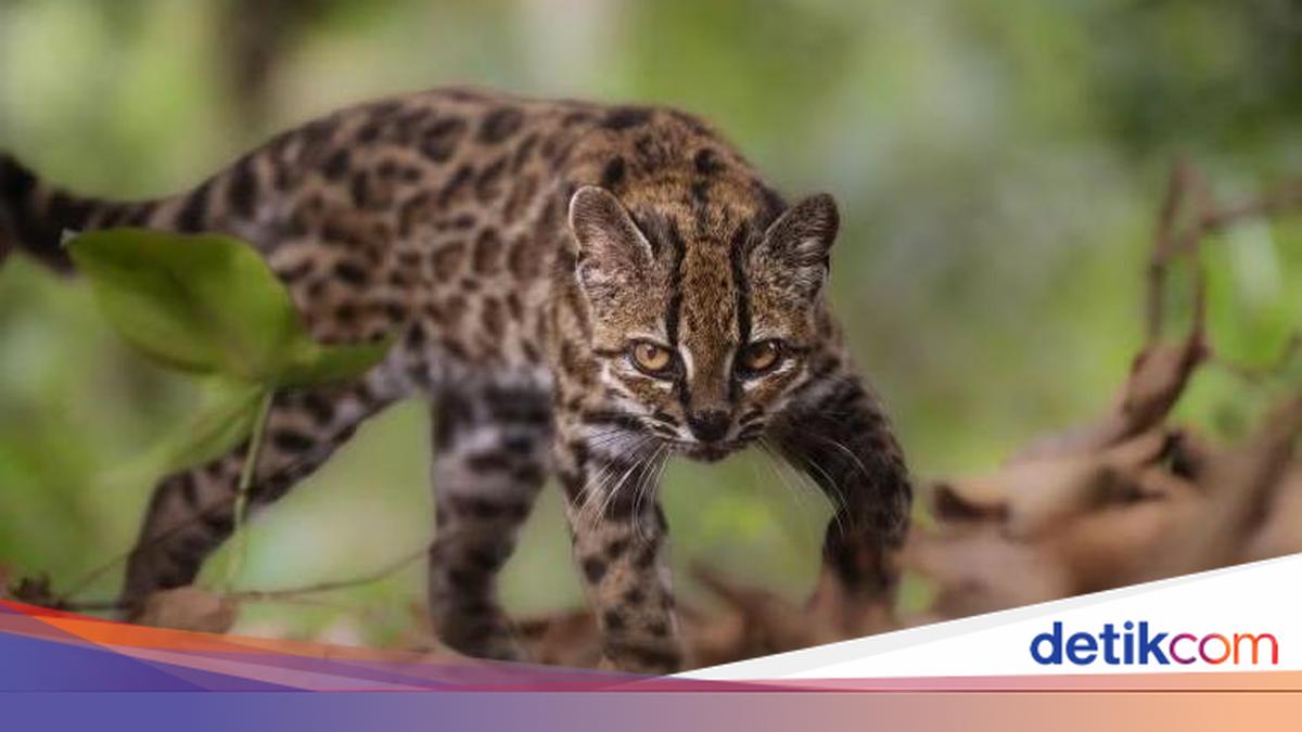 Dikira Kucing Biasa, Ternyata Spesies Baru Pertama dalam 100 Tahun