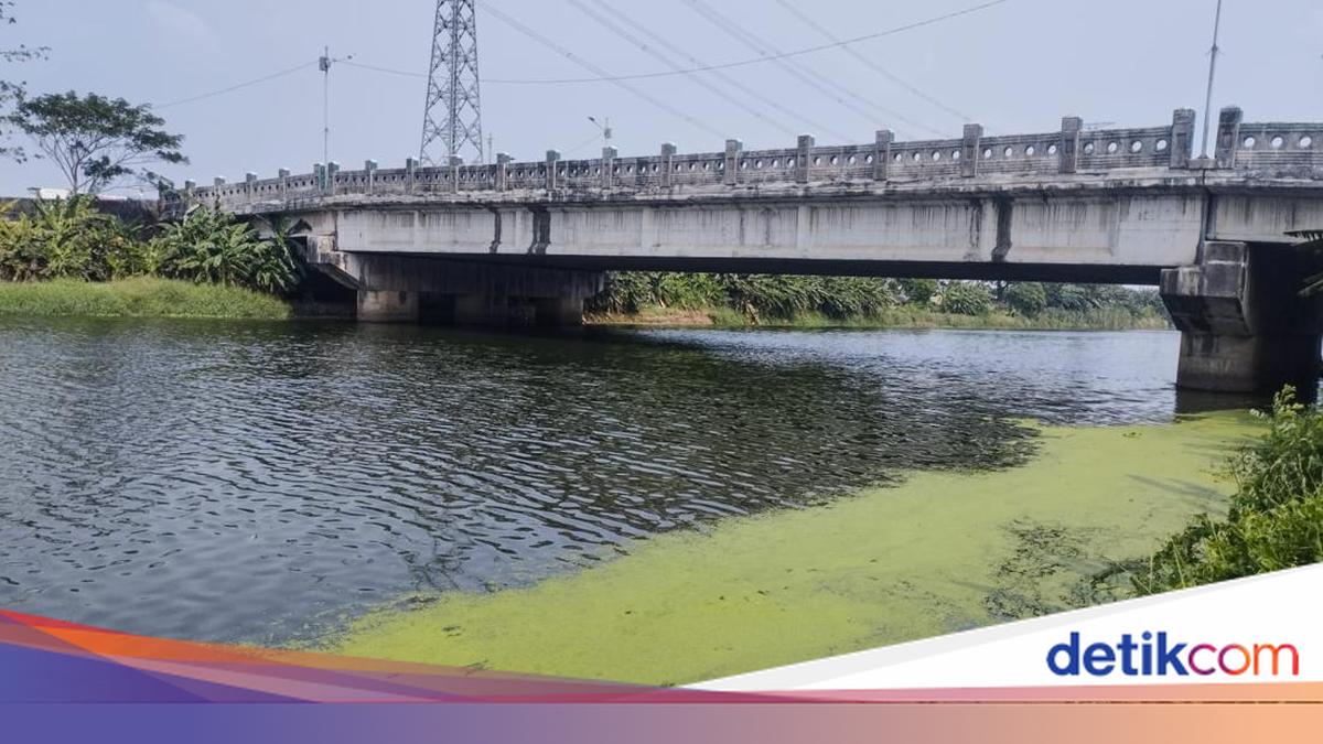 DLH DKI Bersihkan Aliran Kanal Banjir Timur yang Menghijau Bak Matca