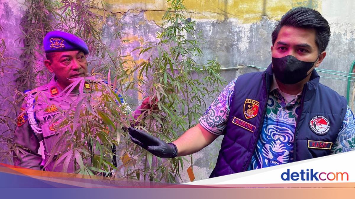 Pria di Cileunyi Bandung Sulap Rumah Jadi 'Ladang' Ganja