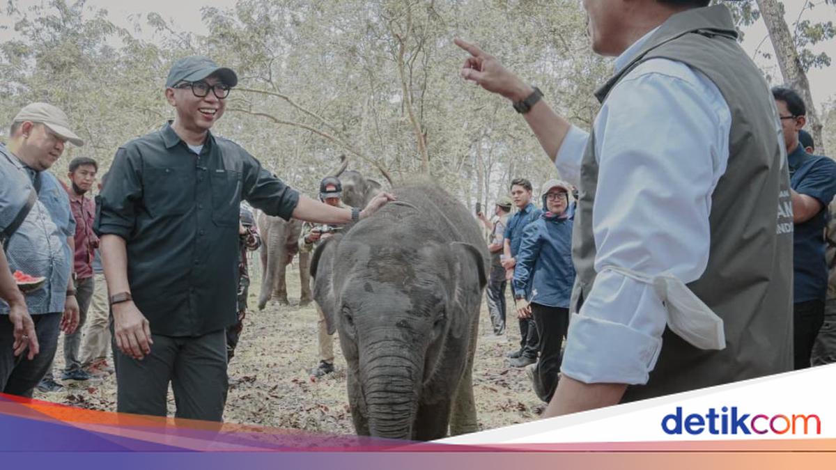 Pemprov Lampung Dorong Keseimbangan Konservasi Gajah-Aktivitas Masyarakat