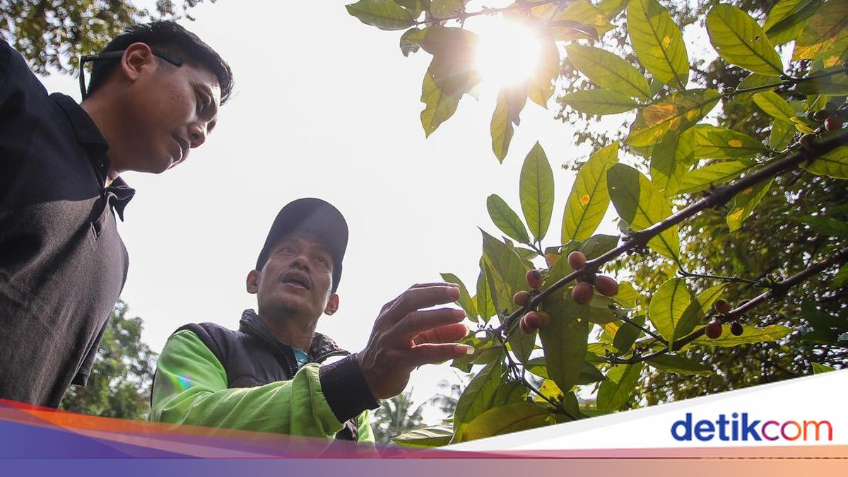Melihat Kebun Kopi di Tengah Hutan Kota Jakarta