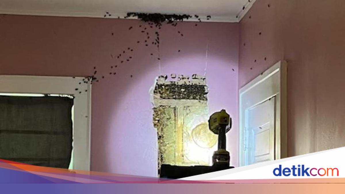 Anak Ngaku Ada Monster di Kamarnya, Ternyata 65.000 Ekor Lebah Bersarang!