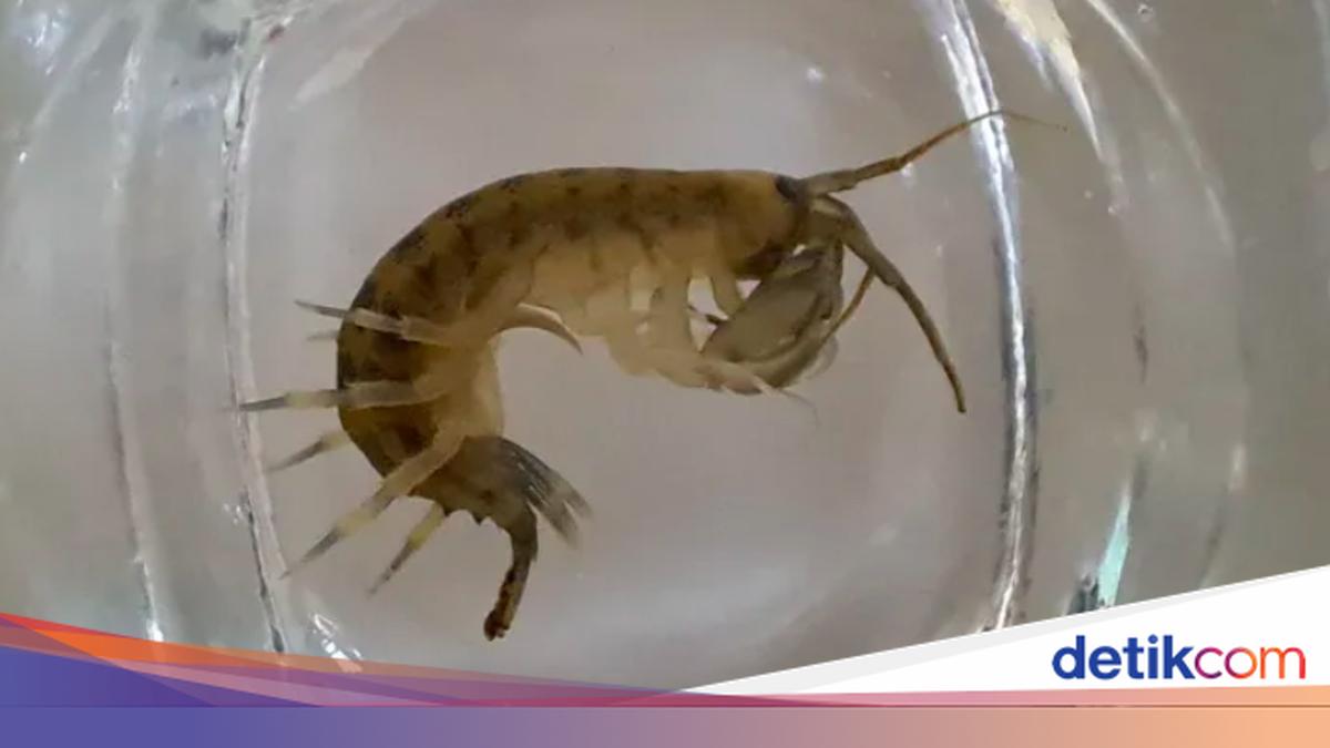 Udang Setan Serbu Perairan Inggris, Spesies Asli Terancam