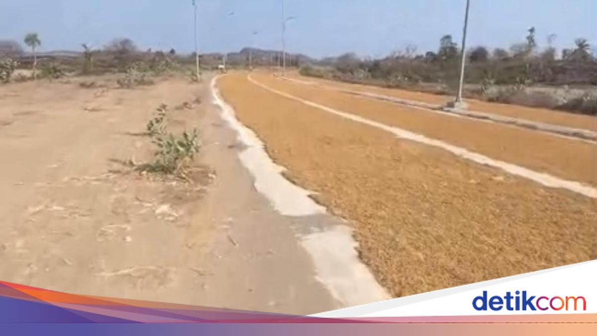 Viral Warga Jemur Tembakau di Tengah Jalanan Mandalika Jelang MotoGP Lombok