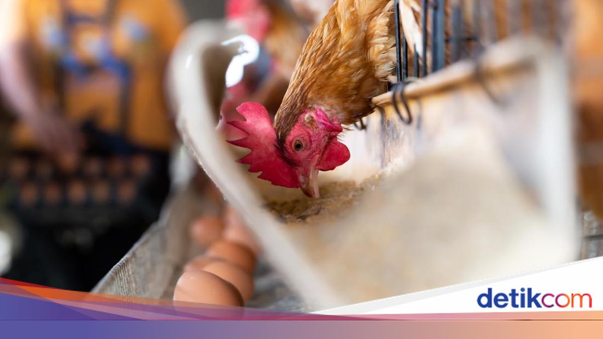 Ayam Tampak Sehat Tak Jaminan Bebas Penyakit, Ini Saran Pakar soal Ancaman Flu