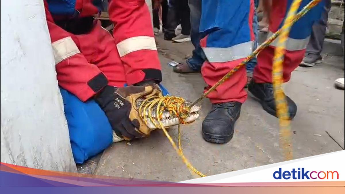 Momen Warga Lampung Nangis hingga Pingsan saat Buaya Peliharaan Dievakuasi