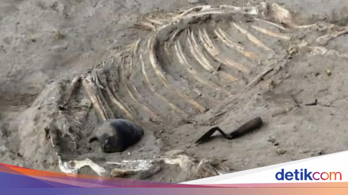 Potret Kerangka Kuda & Artefak Militer Mesir Kuno, Ada Ukiran Nama 2 Firaun