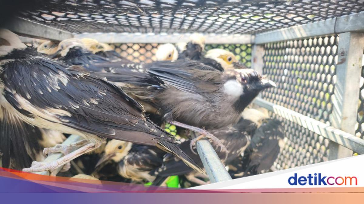 Penyelundupan 3.394 Burung ke Sidoarjo Berujung 2 WN Vietnam Ditahan