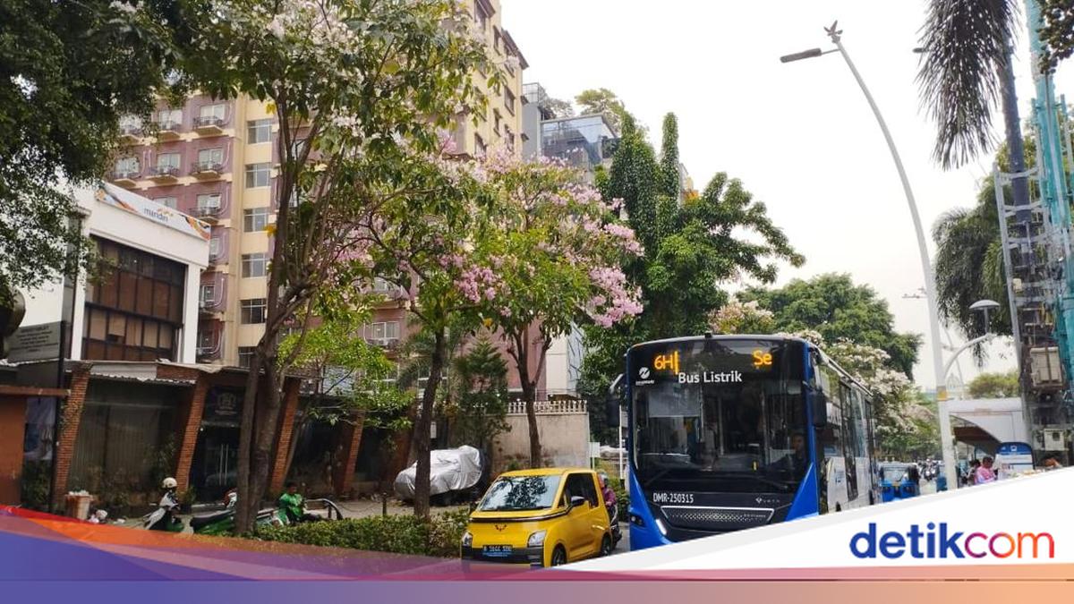 Bunga Tabebuya Bermekaran Bikin Jalan Cikini Jakpus Estetik