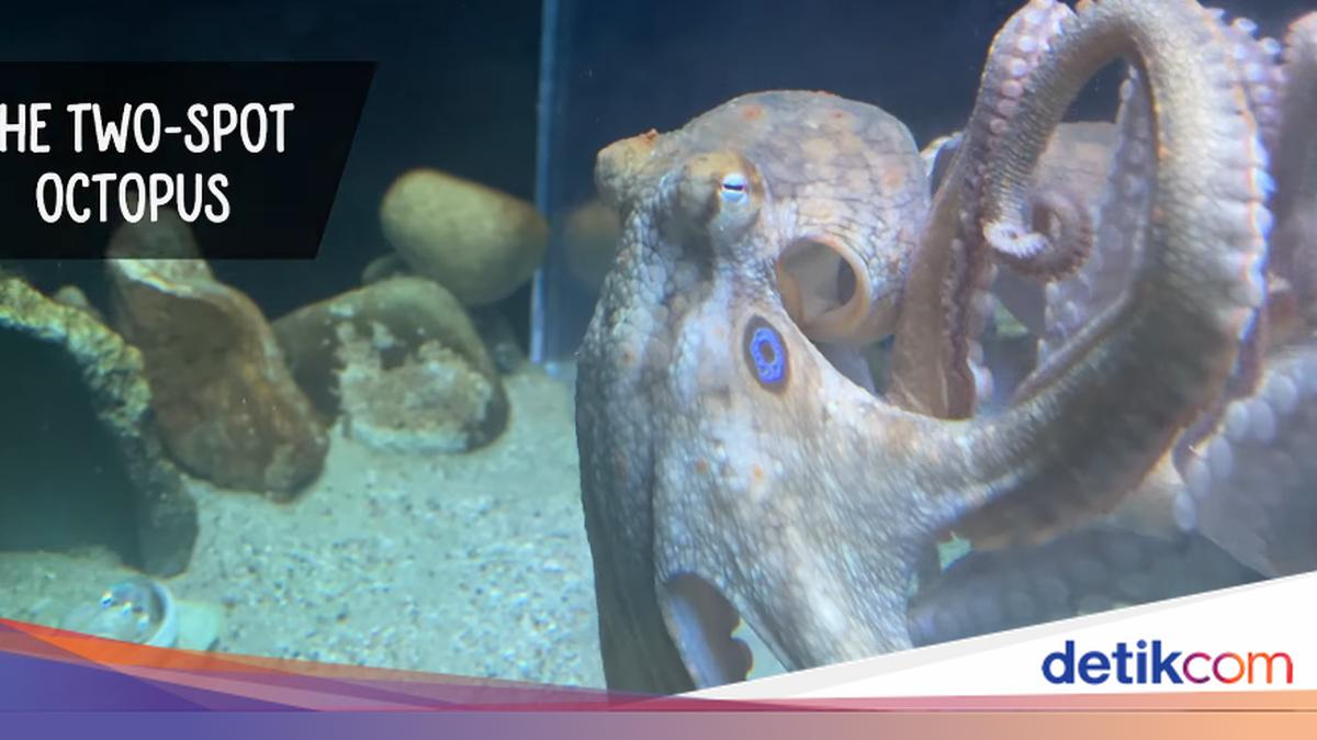 Octopuses Use Mirrors to Find Hidden Prey, Study Finds