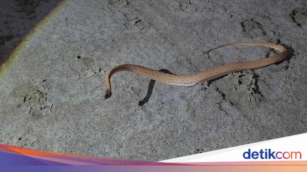 Rare Afro-Asian Sand Snake Rediscovered in India, detikInet Reports