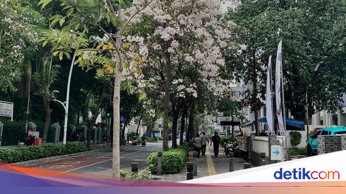 Tak Perlu ke Luar Negeri, Bunga Tabebuya Bersemi di Cikini Bikin Jatuh Hati