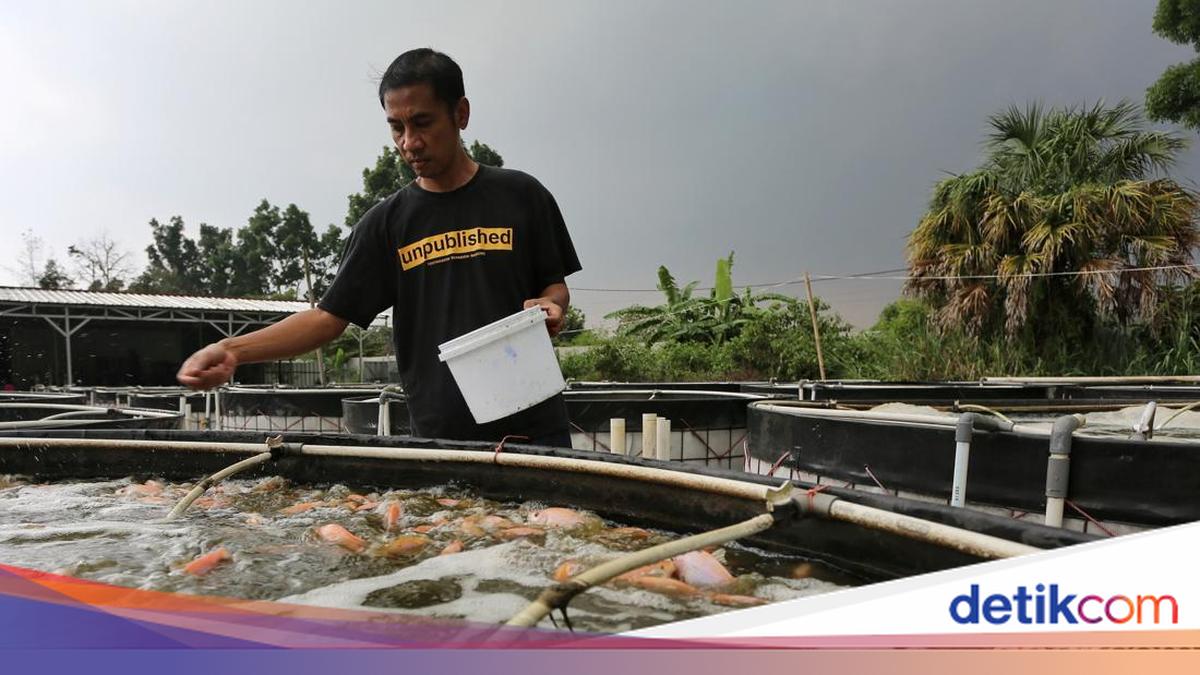 Former employee builds tilapia farming business in Bogor
