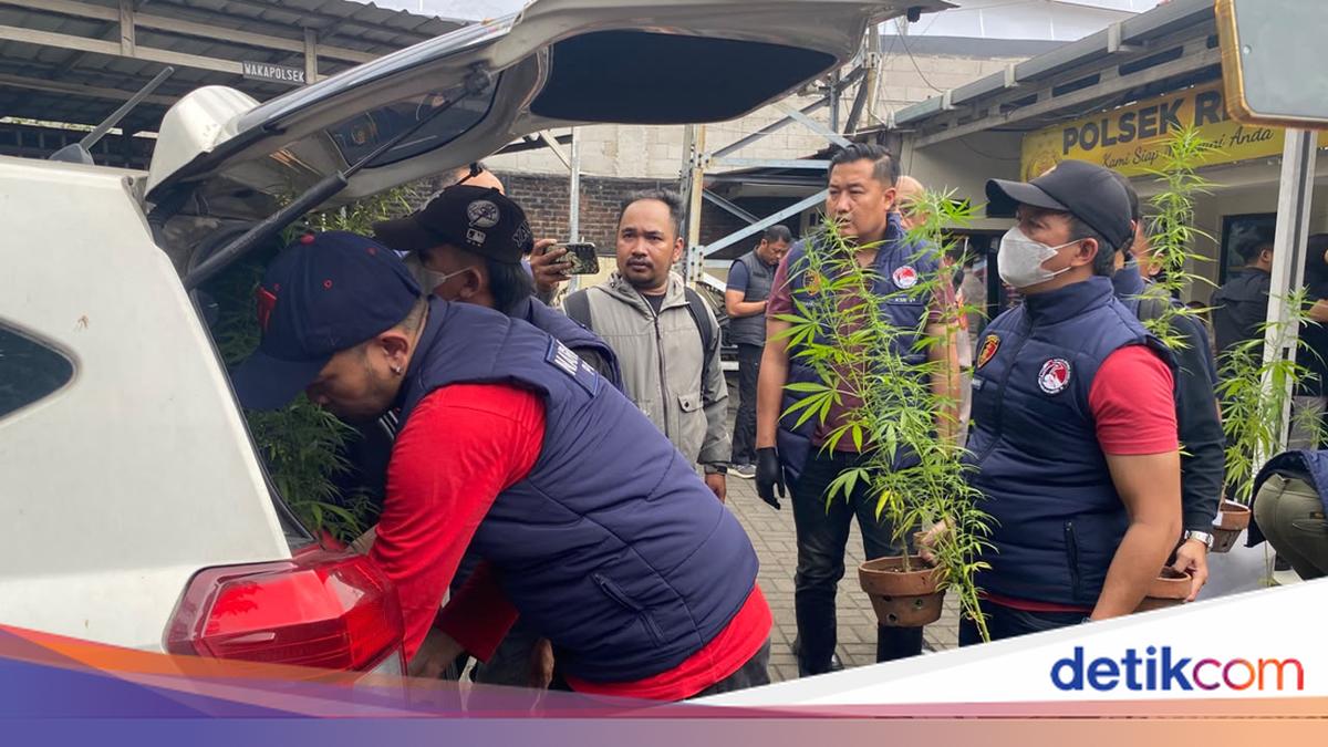 Man arrested after police find 27 cannabis plants on Bandung rooftop