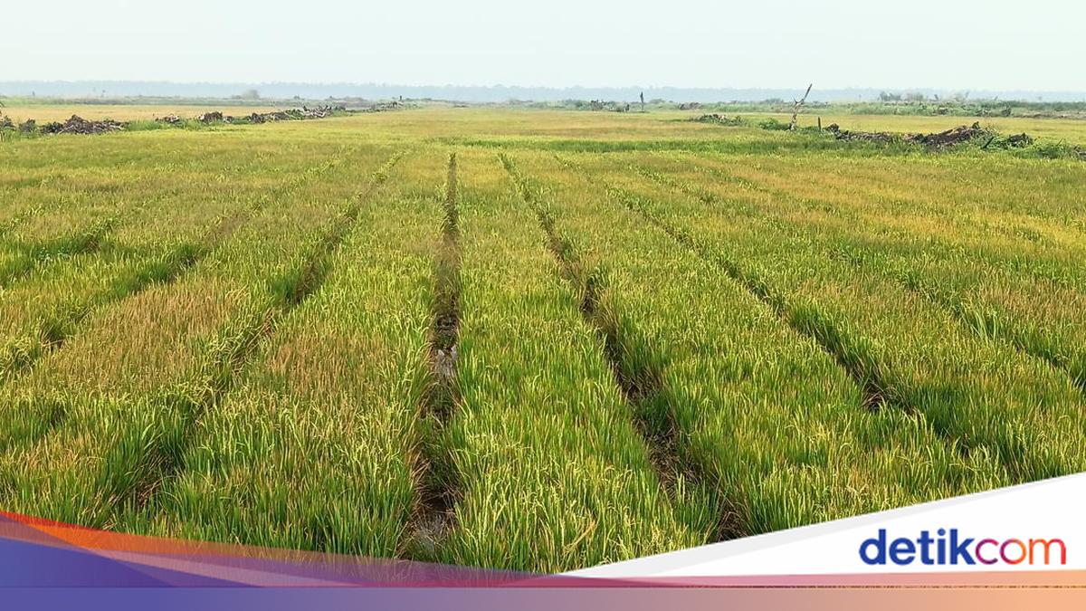Merauke plans irrigation project for up to 750,000 hectares