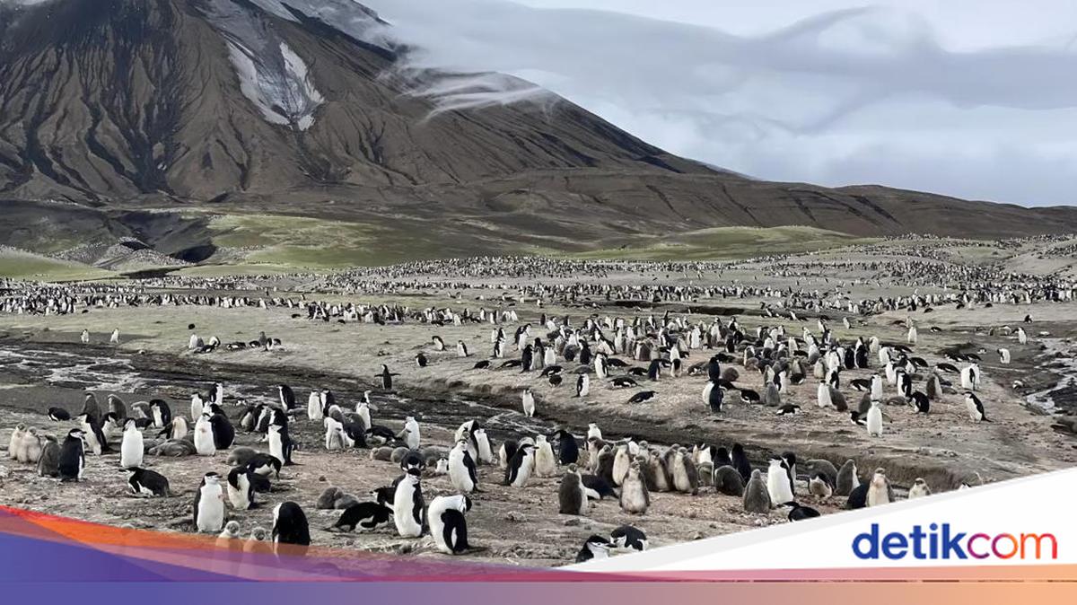 Climate Change Triggers 63% Population Drop in World's Largest Penguin Colony