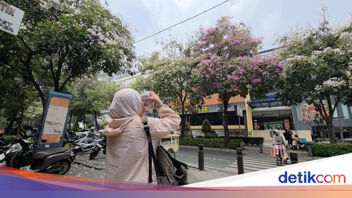 Jalanan Cikini Rasa Jepang Saat Bunga Tabebuya Bermekaran