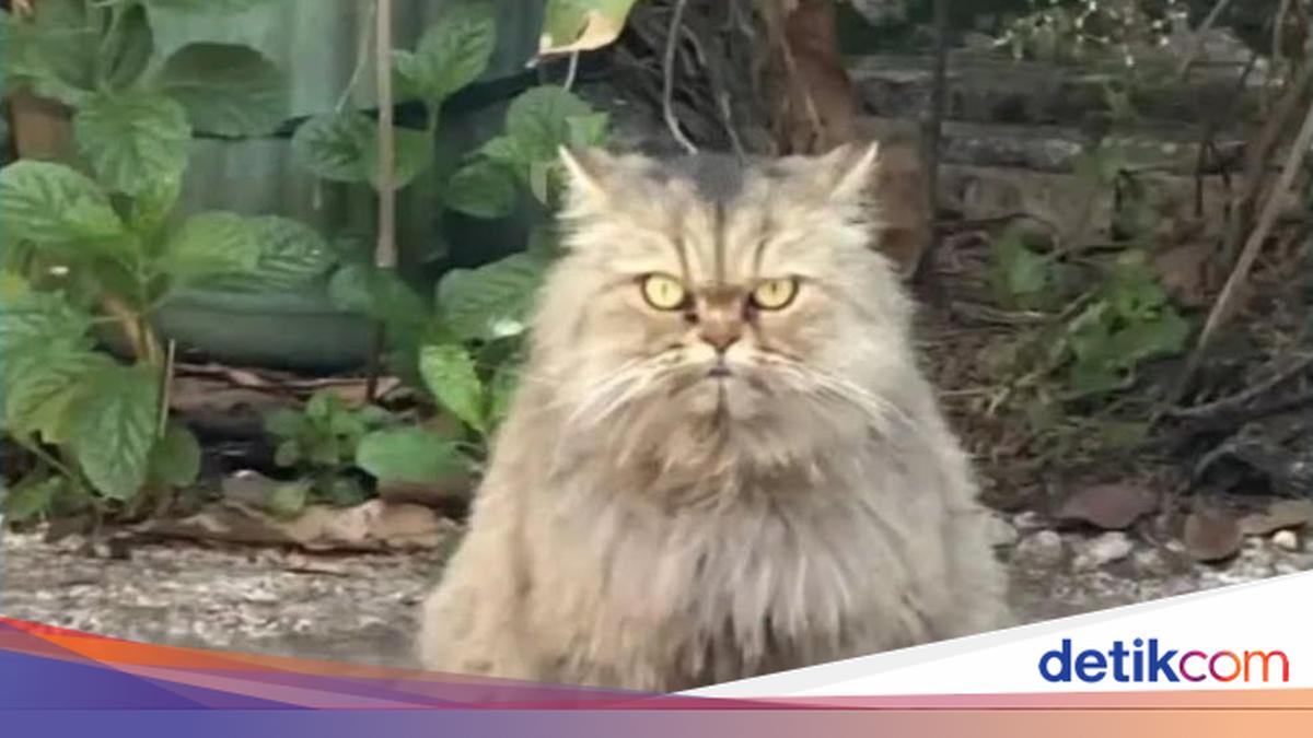 Pemilik Kucing Dapat Info Cimi Dibuang, Sudah Dicari tapi Belum Ketemu